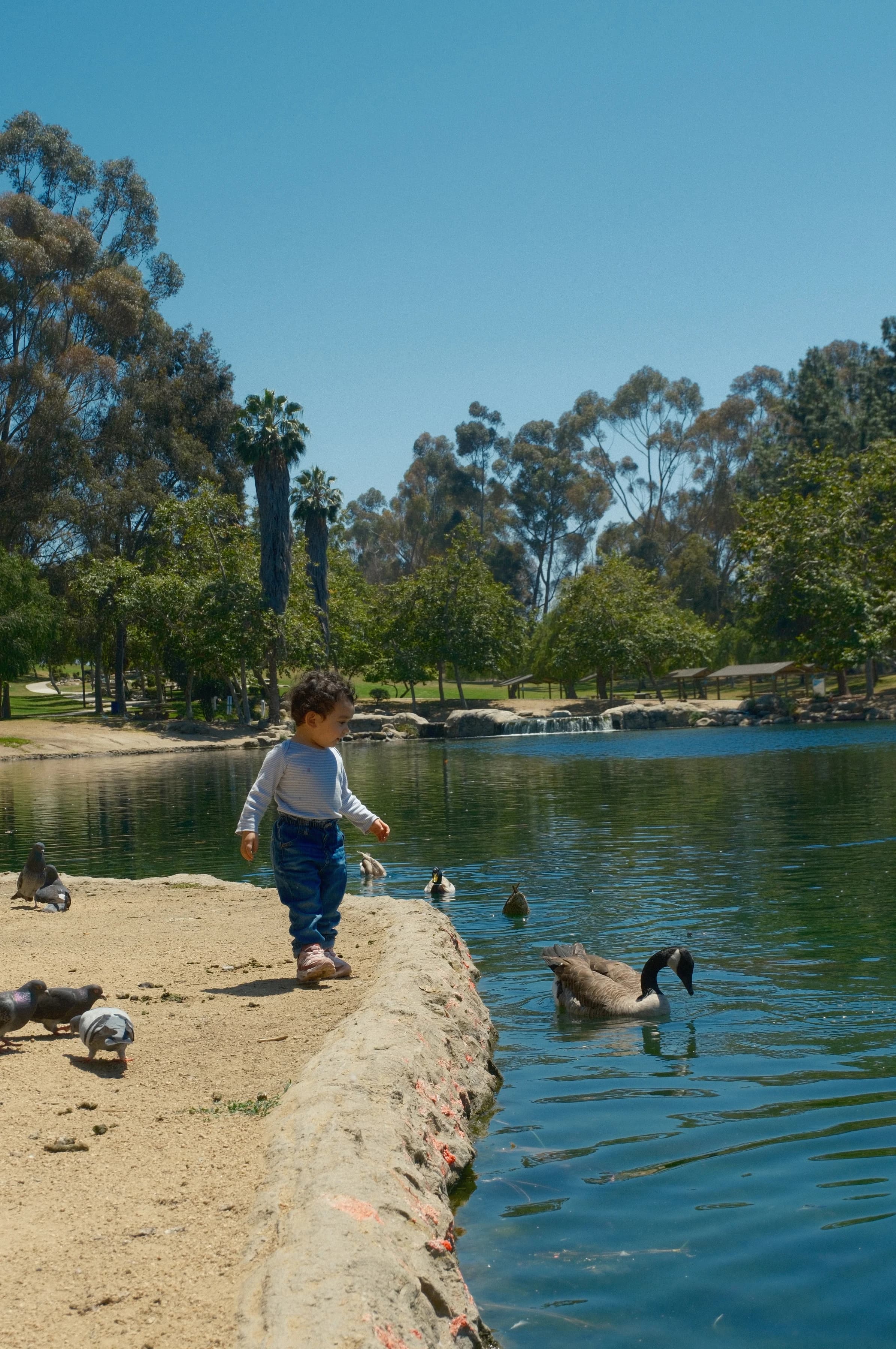 child and bird