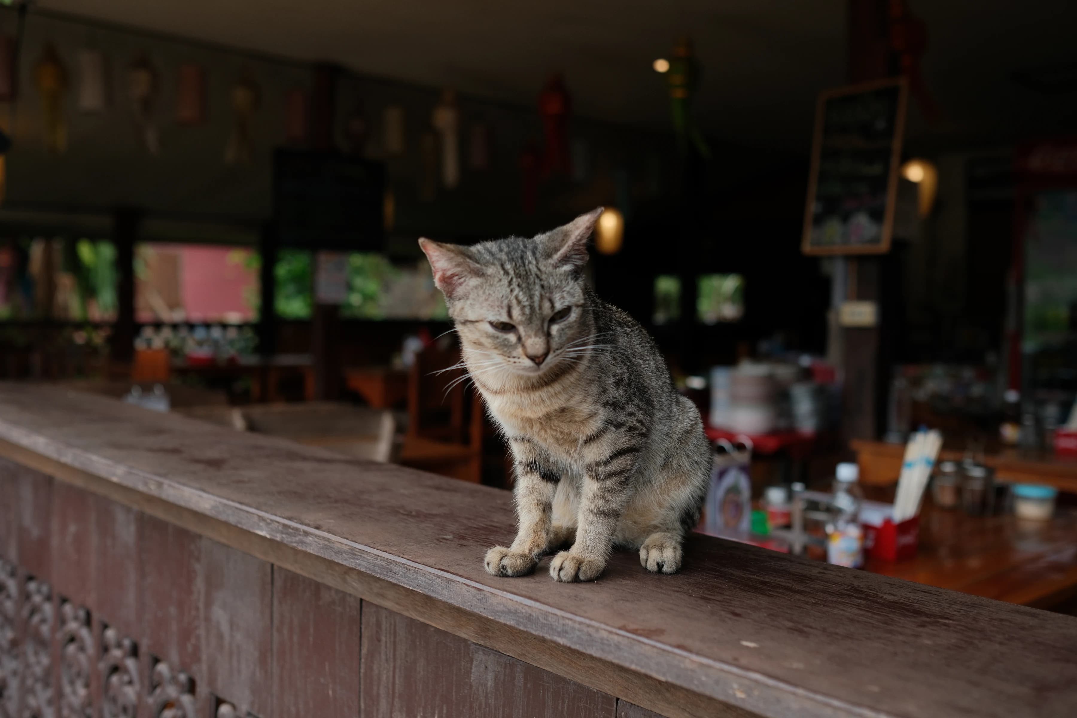 bo kluea cat