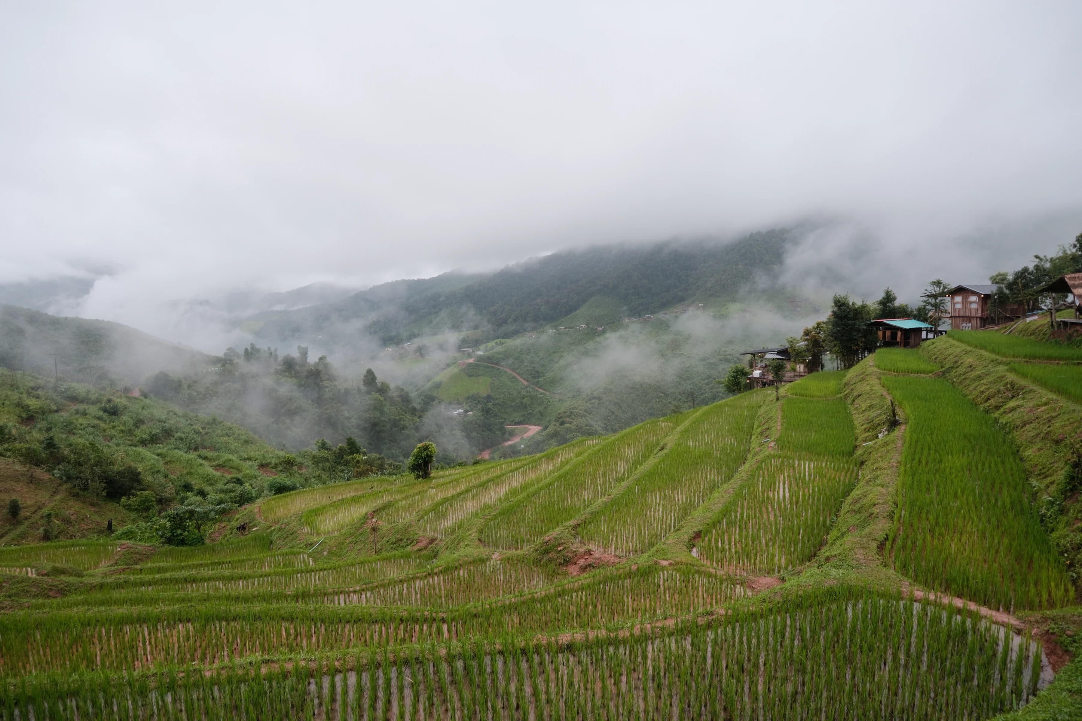 rice terraces